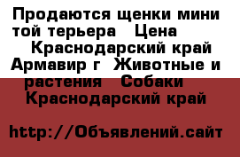 Продаются щенки мини той-терьера › Цена ­ 5 000 - Краснодарский край, Армавир г. Животные и растения » Собаки   . Краснодарский край